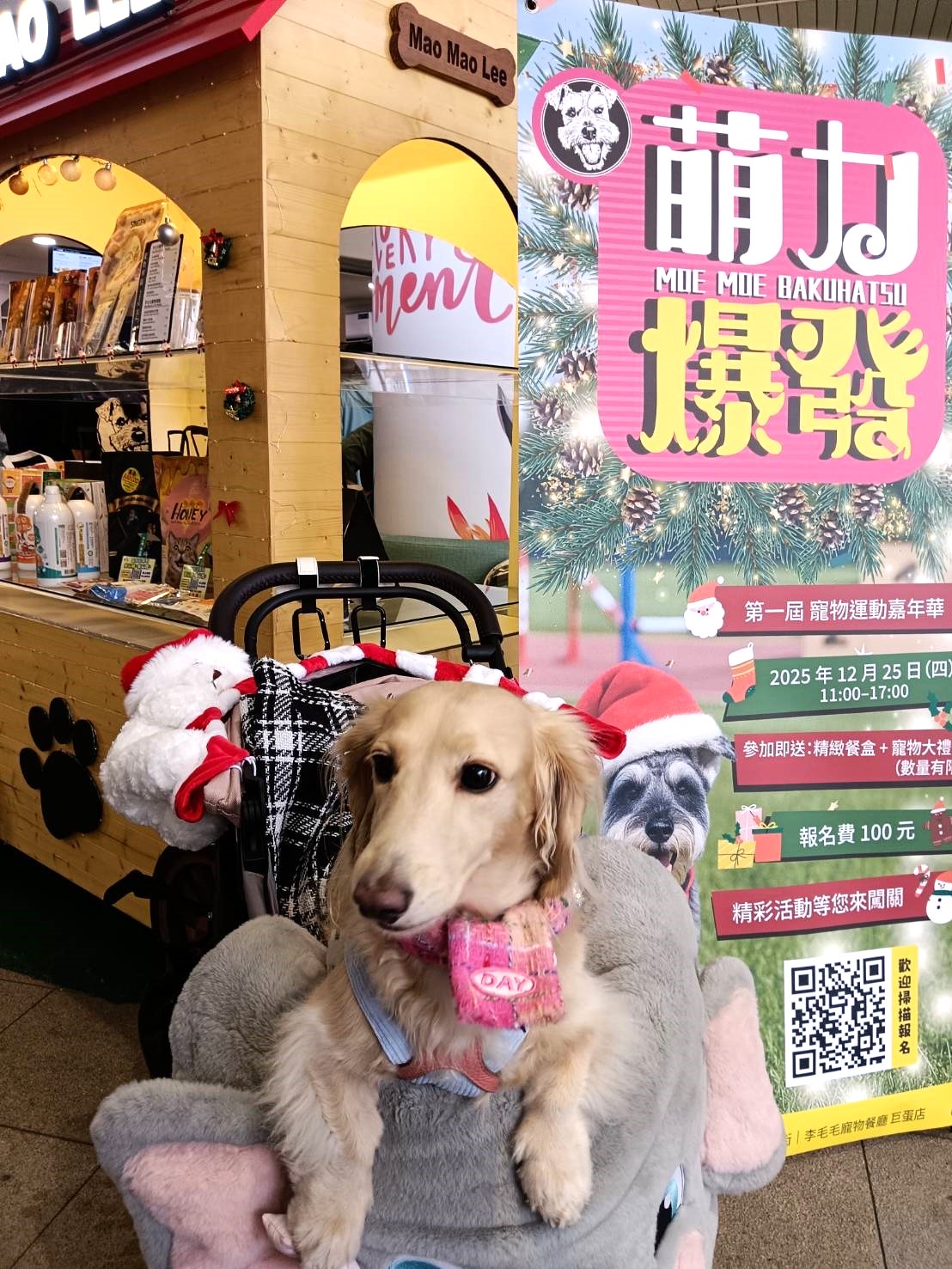 漢神巨蛋變身毛孩樂園　李毛毛萌力運動會歡度聖誕